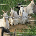 cribs sheep fence